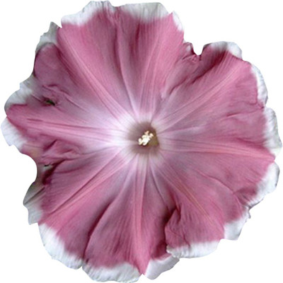 

Futaba Morning Glory Seed(20 per packet)