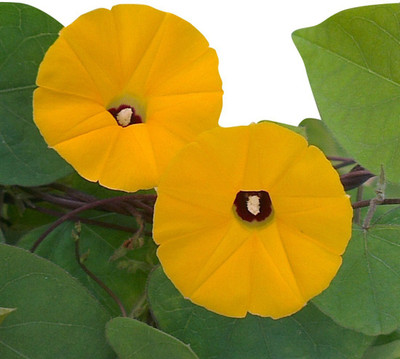 

Futaba Glory Seed(50 per packet)