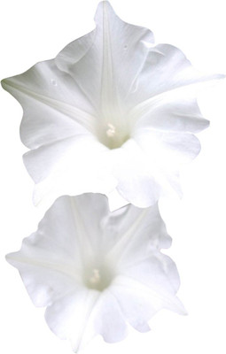 

Futaba Morning Glory Seed(10 per packet)