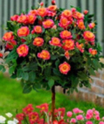 VS GLOBAL Rose Seed(20 per packet)