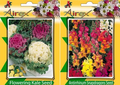 Airex Flowering Kale, Antirrhinum Snapdragons Seed(15 per packet)