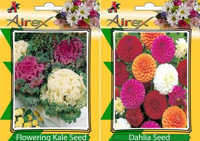 

Airex Flowering Kale, Dahlia Seed(15 per packet)