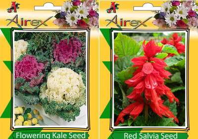 

Airex Flowering Kale, Red Salvia Seed(20 per packet)