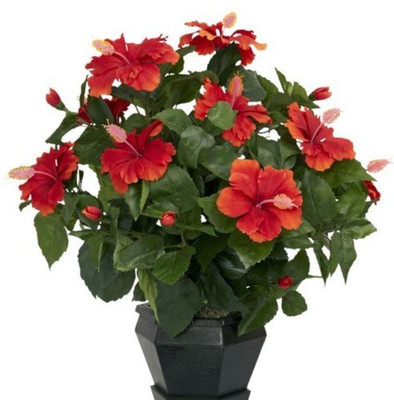 

Priyathams Imported BONSAI HIBISCUS (MANDARA PLANT) (POTTED/BALCONY/INDOOR) PLANT Seed(20 per packet)