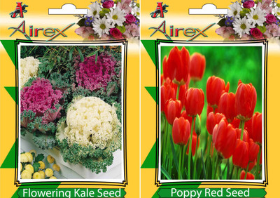 

Airex Flowering Kale, Poppy Red Seed(25 per packet)