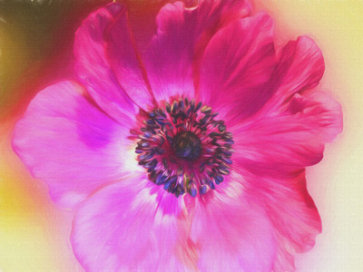 

bloom flower on canvas Canvas Art(18 inch X 24 inch, Rolled)