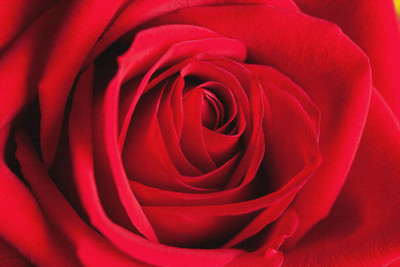 

rose autum flower canvas poster Canvas Art(18 inch X 27 inch, Rolled)