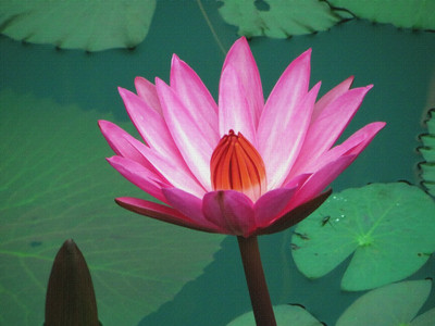 

asia flower in water canvas art Canvas Art(18 inch X 24 inch, Rolled)