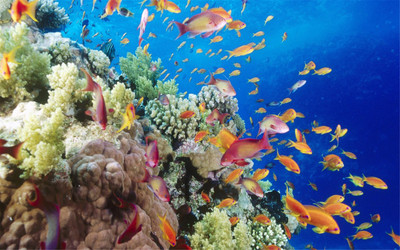 

KumkumArts Under Water Fish Wall Sticker Poster 12 x 18 Inch HD Quality Material Gloss Paper. Paper Print(18 inch X 12 inch, Rolled)