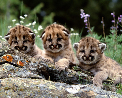 

Akhuratha Cute Baby Wall Poster 122 Paper Print(12 inch X 18 inch, Rolled)