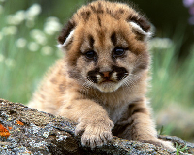 

Akhuratha Cute Baby Wall Poster 124 Paper Print(12 inch X 18 inch, Rolled)