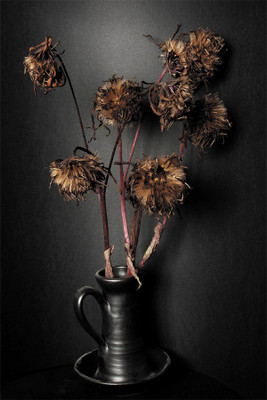 

Ligularia_dentata_Desdemona Poster Paper Print(18 inch X 12 inch, Rolled)