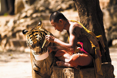 

monk-tiger.j Poster Paper Print(18 inch X 12 inch, Rolled)
