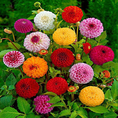

AllThatGrows Dahlia Pompon Mixed Flower Seeds for Home Garden Pack of 50 Seeds Seed(50 per packet)