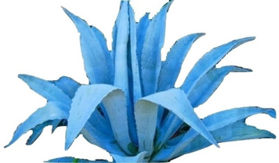 ROSEMERC ALOE VERA Seed(10 per packet)