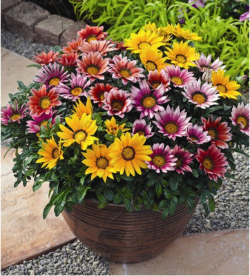 

ROSEMERC gazania flower Seed(30 per packet)