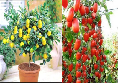 ROSEMERC lemon,tomato Seed(25 per packet)