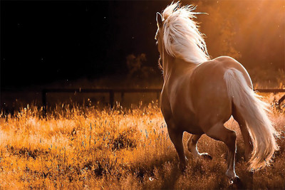 

Picture-Horse-Beautiful Poster Paper Print(18 inch X 12 inch, Rolled)