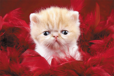 

precious_cute_love-wide Poster Paper Print(18 inch X 12 inch, Rolled)