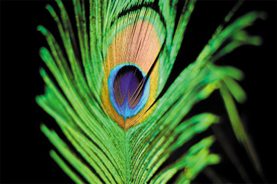 

plumas de pavo real Poster Paper Print(18 inch X 12 inch, Rolled)