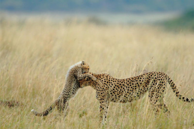 

bhor-tender-moment-kenya Poster Paper Print(18 inch X 12 inch, Rolled)