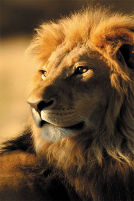 

lion poster2. Poster Paper Print(18 inch X 12 inch, Rolled)