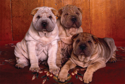 

Shar Pei Puppies Are From Heaven Poster Paper Print(18 inch X 12 inch, Rolled)