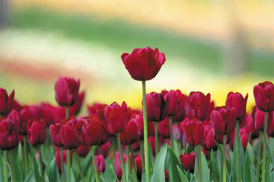 

nature flowers Poster Paper Print(18 inch X 12 inch, Rolled)