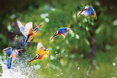 

beautyfull birds Poster Paper Print(18 inch X 12 inch, Rolled)