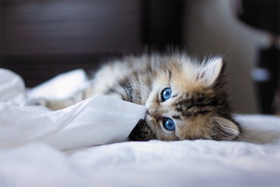 

kitten blue-eyed furry blanket Poster Paper Print(18 inch X 12 inch, Rolled)