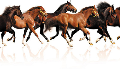 

6 horses poster1 Poster Paper Print(18 inch X 12 inch, Rolled)