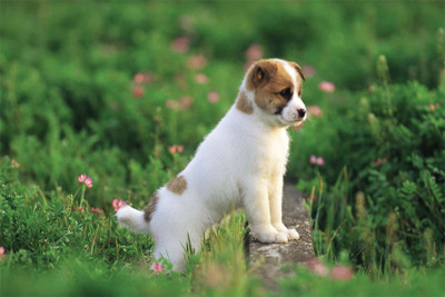 

Cute puppy Poster Paper Print(18 inch X 12 inch, Rolled)