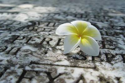 

plumeria-yellow-flower-lovely Poster Paper Print(18 inch X 12 inch, Rolled)