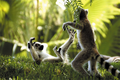 

primates-monkey-business-prim…r-wide. Poster Paper Print(18 inch X 12 inch, Rolled)