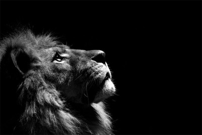 

lion poster1 Poster Paper Print(18 inch X 12 inch, Rolled)