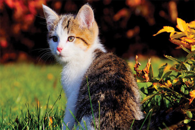 

Cute-Cats-beautifu Poster Paper Print(18 inch X 12 inch, Rolled)