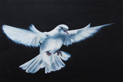 

pigeon Poster Paper Print(18 inch X 12 inch, Rolled)