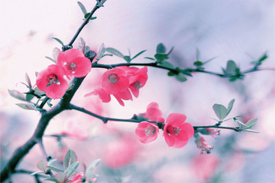 

Spring Blooming Poster Paper Print(18 inch X 12 inch, Rolled)