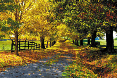 

BEAUTY nature POSTER Poster Paper Print(18 inch X 12 inch, Rolled)