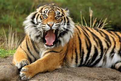 

sumatran_dangerous_tiger-wide Poster Paper Print(18 inch X 12 inch, Rolled)