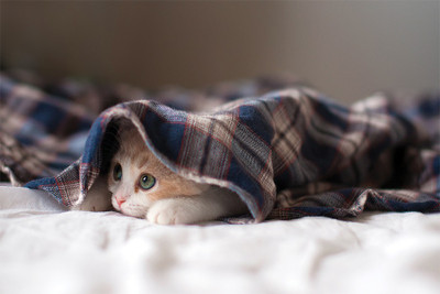 

Sleepy-Kitten-poster Poster Paper Print(18 inch X 12 inch, Rolled)