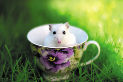 

nature-animals-wallpape Poster Paper Print(18 inch X 12 inch, Rolled)