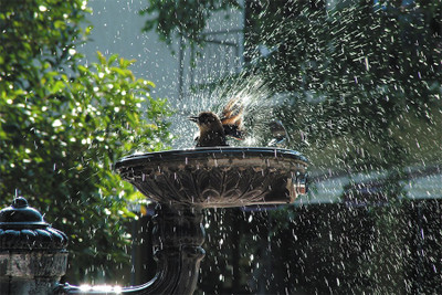 

Little-cute-bird-bath-wide-hd-pics Poster Paper Print(18 inch X 12 inch, Rolled)