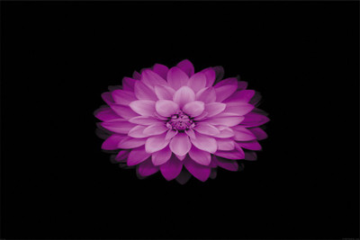 

red lotus plus flower Poster Paper Print(18 inch X 12 inch, Rolled)