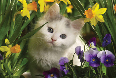 a beautyfull cat picture Poster Paper Print(18 inch X 12 inch, Rolled)