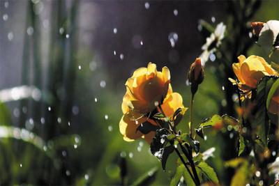 

BEAUTY FULnature-flowers-in-the-rain Poster Paper Print(18 inch X 12 inch, Rolled)