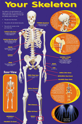 

poster-your-skeleton Poster Paper Print(18 inch X 12 inch, Rolled)