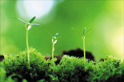 

plant poster Poster Paper Print(18 inch X 12 inch, Rolled)