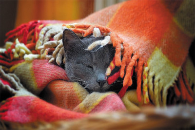 

lazy_sunday poster Poster Paper Print(18 inch X 12 inch, Rolled)