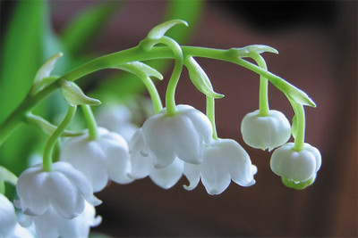 

lily-of-valley. Poster Paper Print(18 inch X 12 inch, Rolled)